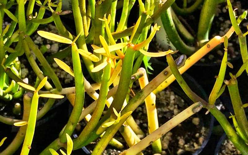 Pencil cactus is poisonous to cats