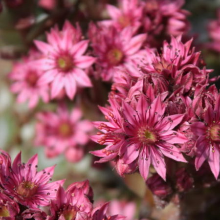 14 Popular Flowering Succulents - with Images