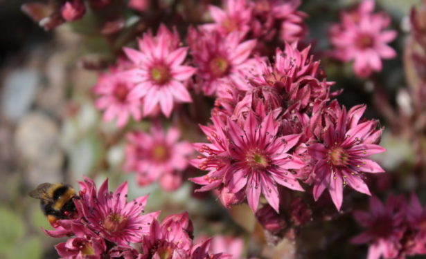 14 Popular Flowering Succulents - with Images