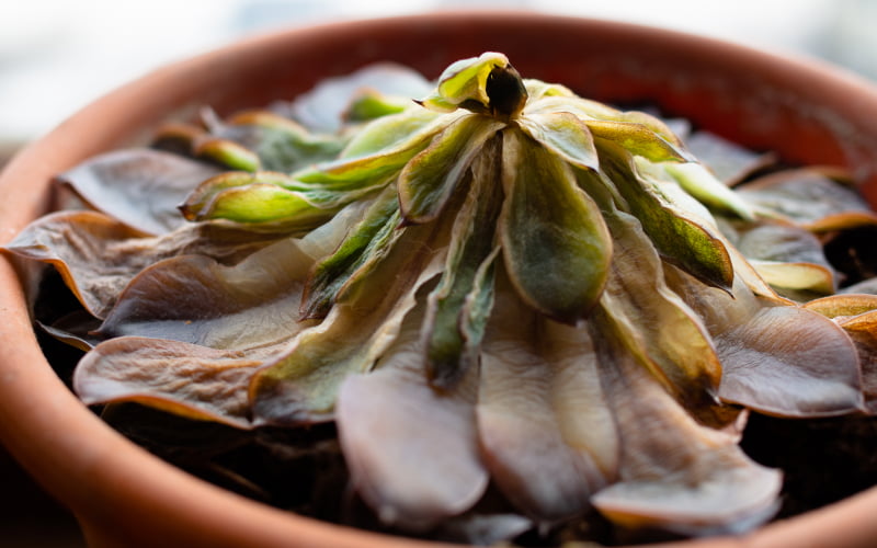 Overwatered succulent with mushy leaves