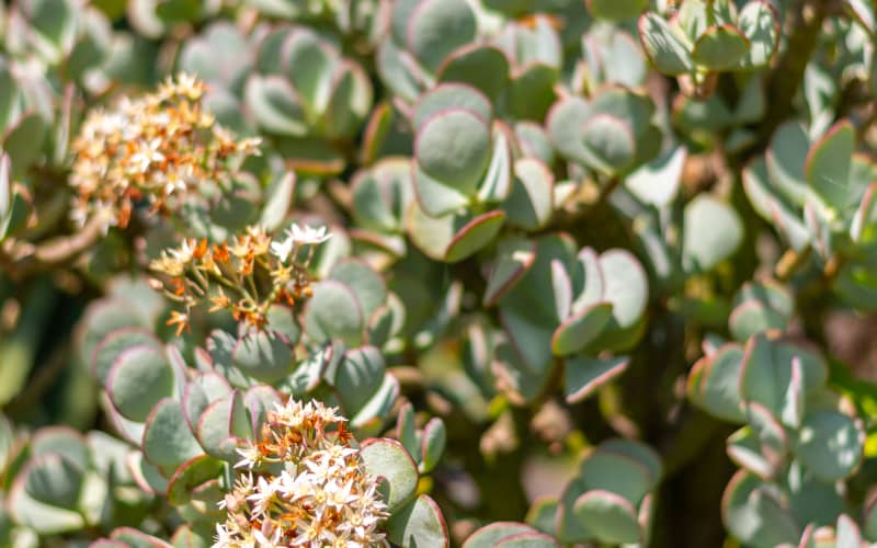 Silver jade plant is toxic to cats