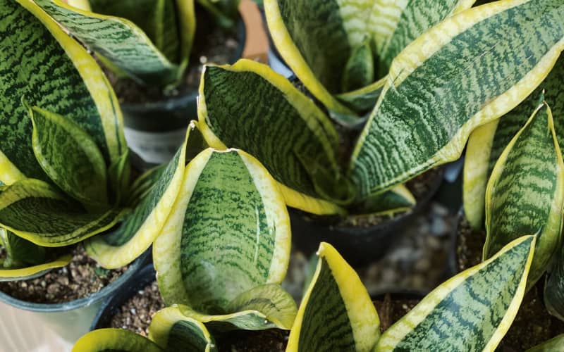 Snake plant is toxic to cats