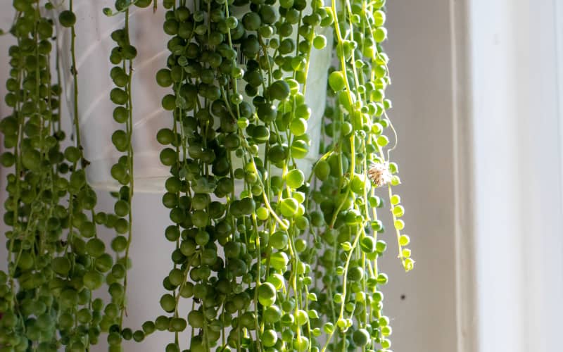 String of pearls is toxic to cats