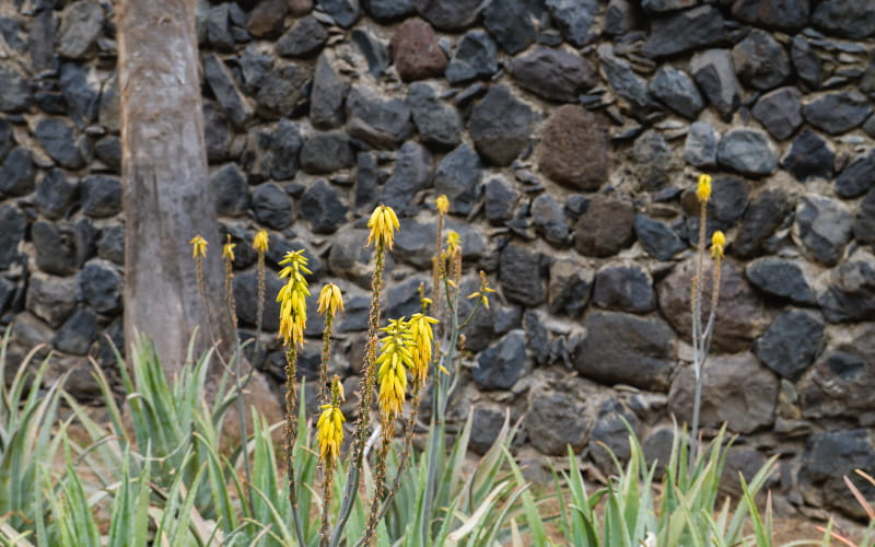 True aloe succulent flowers