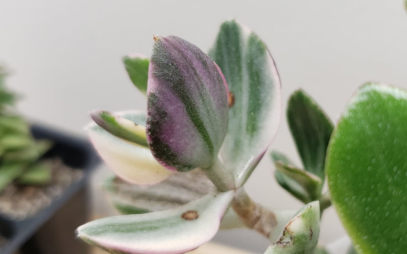 Variegated jade succulent