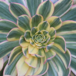 Why is my succulent changing colors?