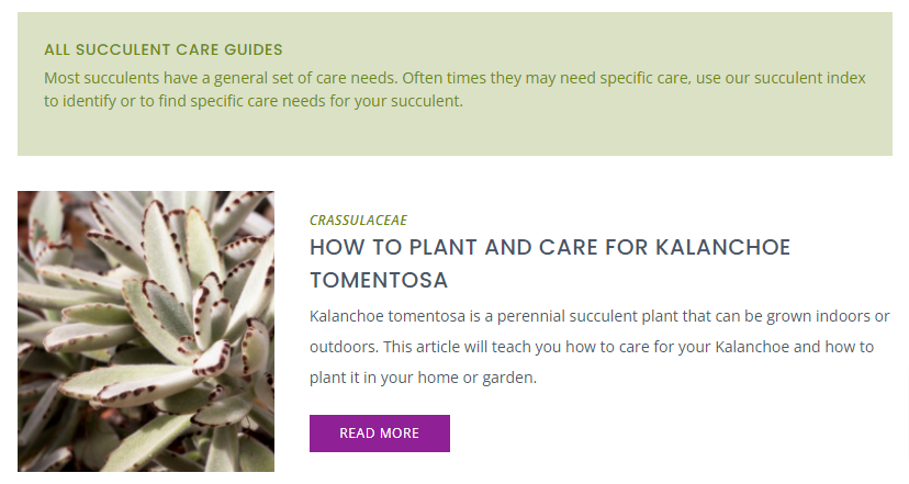 Succulent Care Guides