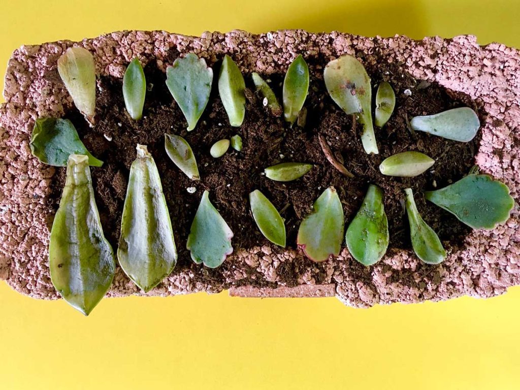 How To Propagate Succulents Succulents 101 2616